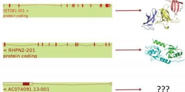 Human Genome Reduced To 19,000 Genes - Almost All Hail From 50 Million Years Ago