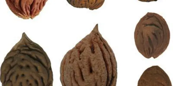 Genetic Modification Of Peaches In 5,500 BC