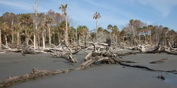 Tree Farts And Ghost Forests A New Target For Climate Change