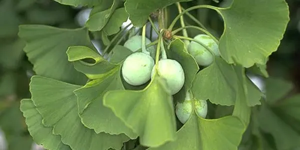 The Controversy Surrounding Ginkgo Biloba and its Effect on Alzheimer's