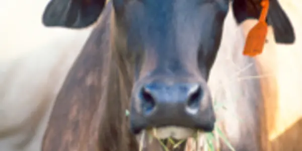 Sorry Vegetarians, Cow Burps Are Not Causing (As Much) Global Warming