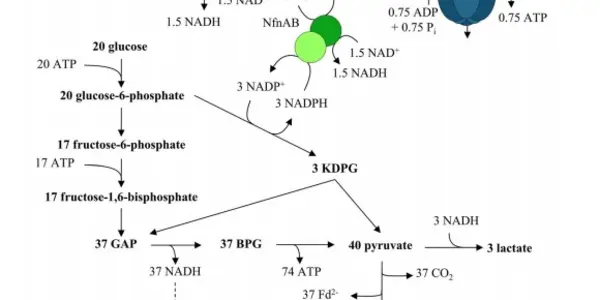 Rnf Enzyme: Missing Link Between Anoxic Life On Earth And Modern Respiration