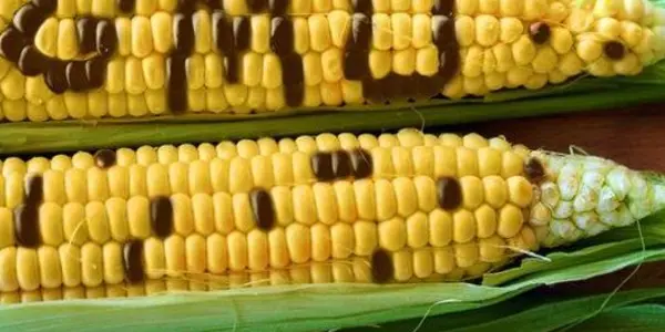 Endophytes: Study Shows GMO Corn Has No Impact On Good Bacteria