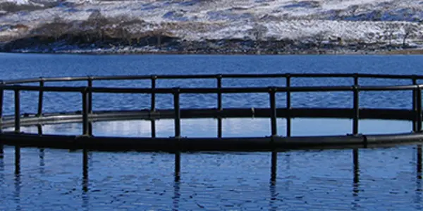 Fewer Wild Fish Needed: Genetically Modified Plants Produce Omega-3 Fish Oil