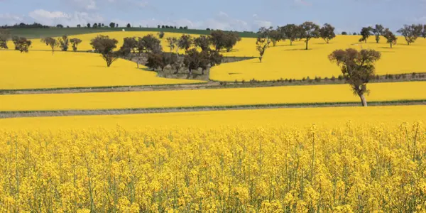 Can You Really Be GMO-Free?  Europe's Moral Dilemma