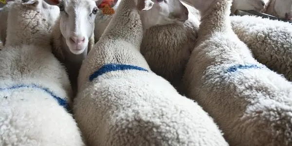 Mad Goat? Scrapie Pathogens Could Breach The Human Species Barrier