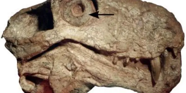 Synapsids Push Evolutionary Origin Of Nocturnality In Mammals Back 100 Million Years