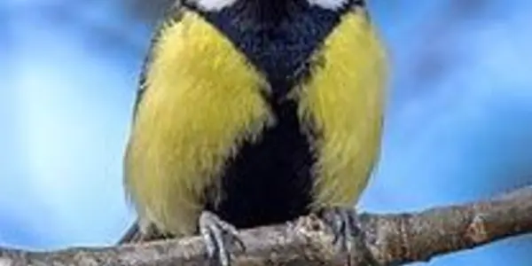 Great Tits Have Same Impulse Control As Chimpanzees