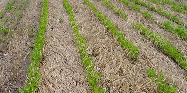 Why Vegetable Farmers Aren't On Board The No-Till Train