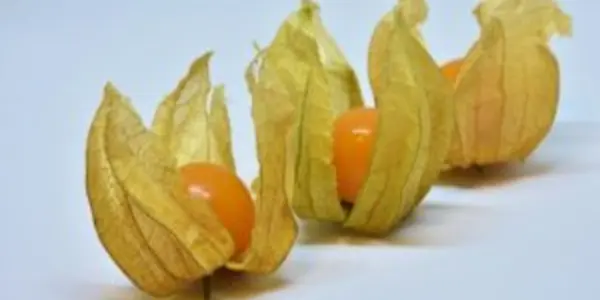 Groundcherries Are Just The Start: CRISPR May Popularize A Food Future You Haven't Heard Of Yet