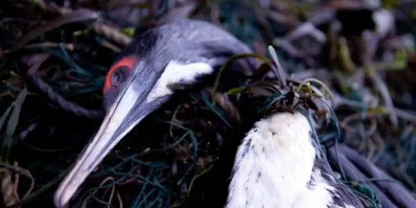 How To Reduce Seabirds In Fishing Nets - LEDs