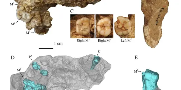 Homo Erectus' From Gongwangling May Have Been First For China