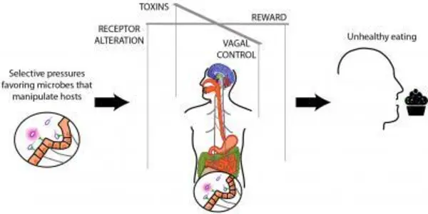 Gut Bacteria: Now Assuming Control Of Your Brain