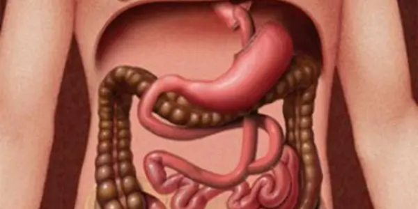 Microbiome Menagerie May Be A Key To Obesity
