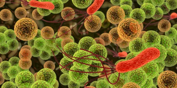 What Does Your Gut Microbiome Have To Do With Your Immune System?