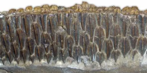 Hadrosaur Eating Mystery Solved - They Simply Ate Unlike Anything Else