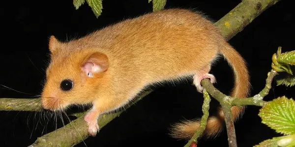 Hazel Dormice Wonder When To Have Kids Also