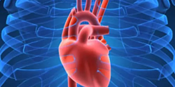Heart Cell In A Living Animal Reprogrammed To Cure Disease For First Time