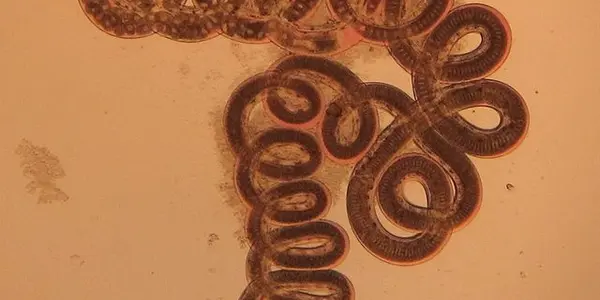 Fight Parasites, Unleash A Dormant Virus