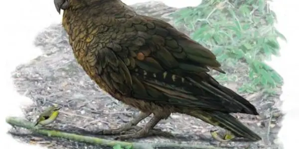 Heracles Inexpectatus - The World's Largest Parrot Has Been Discovered