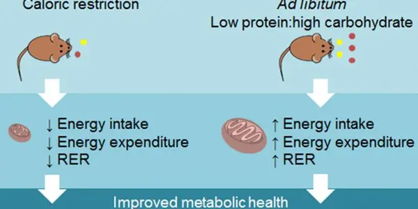 Enjoy Sugar Again: High Carb Diet On Par With Caloric Restriction In Boosting Health
