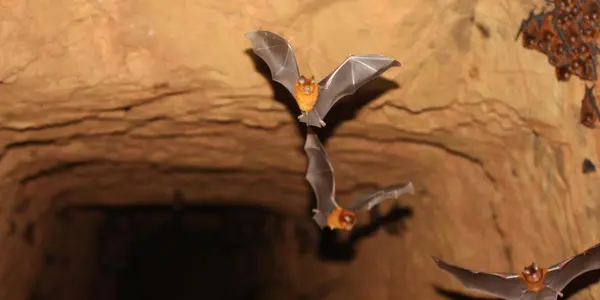 Hipposideridae: Four New Species Of Bats Revealed, Cousins Of The Horseshoe Bats Behind SARS-CoV-2