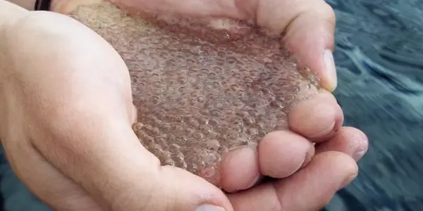 Jelly Takeover: Loss Of Calcium In Lakes Is Shaping Evolution