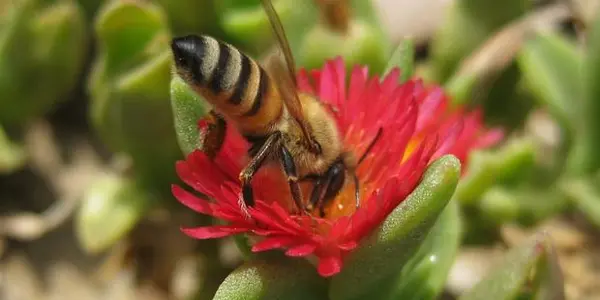 Grading The President's Strategy To Promote Bee Health