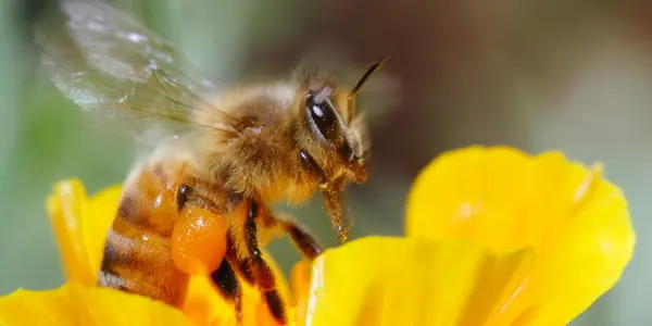 Don't Overlook What’s Underfoot – Save The Bugs And Germs