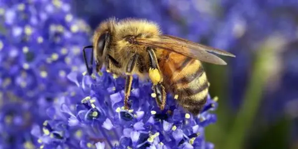 Australian Farmers Face Increasing Threat Of New Diseases