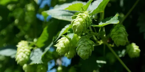 Good News For Menopausal Women Taking Hop Supplements: They Don't Do Anything Bad