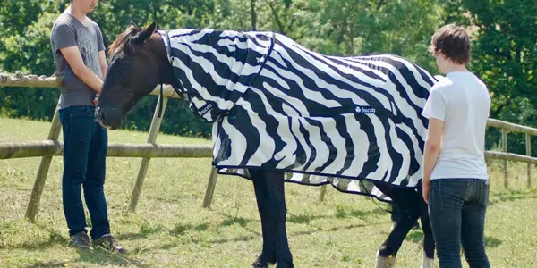 Zebra Stripes And Flies: Occam's Razor Versus Stripes Make Terrible Landing Strips?
