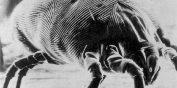 Link Between Dust Mites and Allergens Revealed