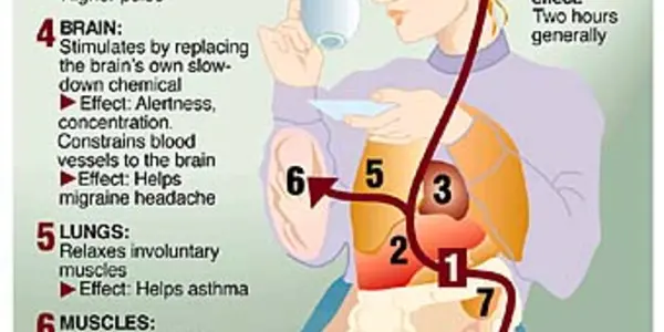 This is Your Brain On Caffeine