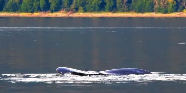 ‘Ropeless’ Crab Gear Would Put Whales At Greater Risk