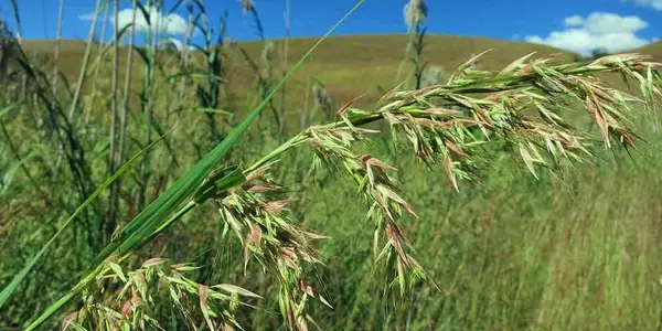 The Tree Planting Fad Threatens Ancient Grasslands