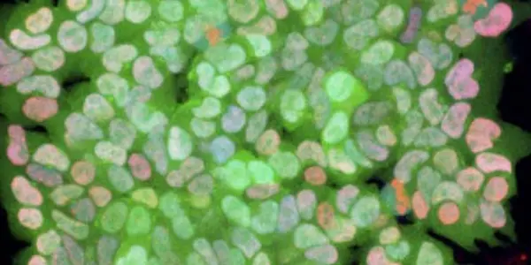 Programming Stem Cells With Chemicals