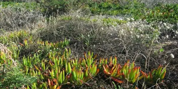 Evolutionary Imbalance: Darwin Was Right About Invasive Species