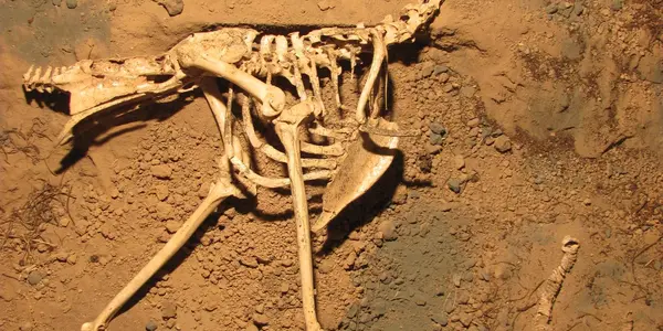 New Species Of Ancient Terror Bird, Llallawavis Scagliai, Discovered