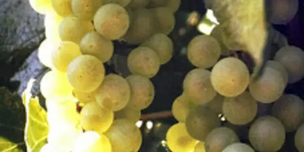 Wine Labels Should Include Production Methods And Added Chemicals
