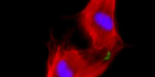 Heart Cells Regenerated By Going Backward To Make Progress