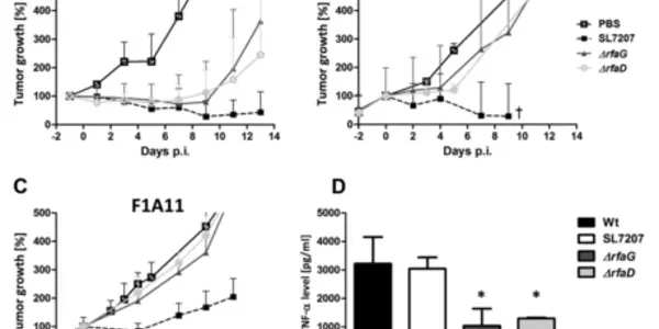 Genetically Engineered Salmonella For Anti-cancer Therapy