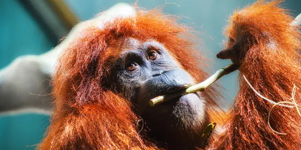 Animal Sex Is Spicier Than We Thought