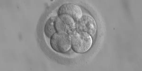 What Are The Ethics Of Research Using Human Fetal Tissue?