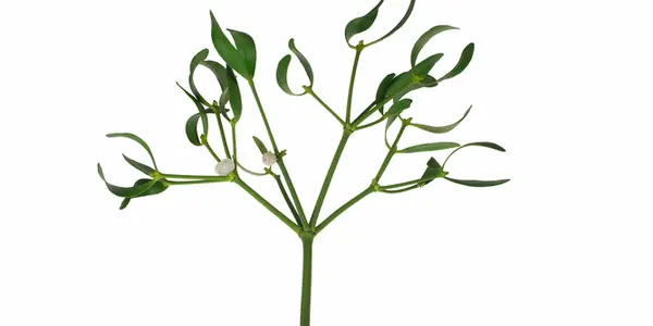 Holly, Ivy And Other Pagan Practices Of Christmas