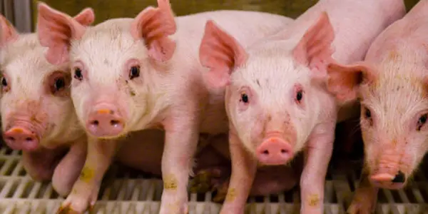Animal Organ Transplants Into Humans Using Gene Editing