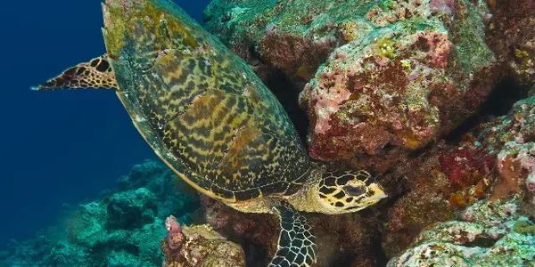 Conservation Win: Hawksbill Turtle Numbers Up 200 Percent
