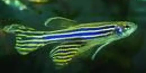 Why humans do and zebrafish don't get the amphetamines buzz