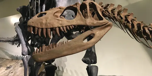 Torvosaurus: Robust Carnivores of the Jurassic