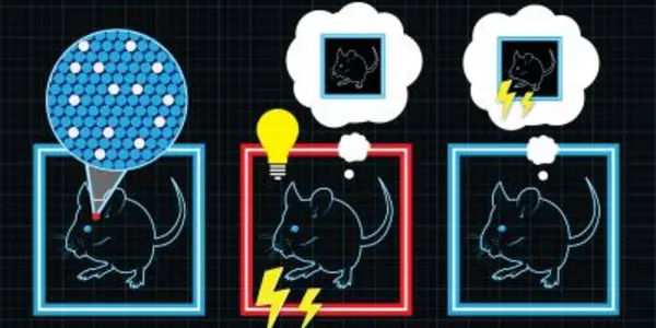 Inception - Mice Prove It's No Myth